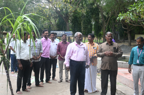 pongal celebration